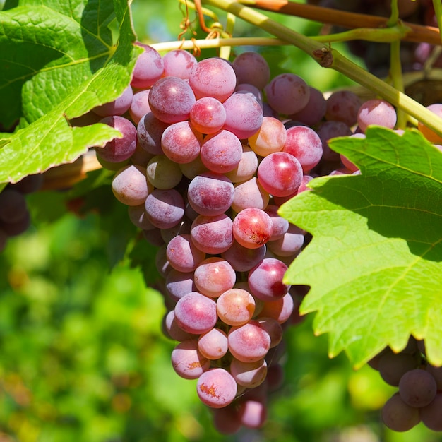 bright pink grapes in green foliage