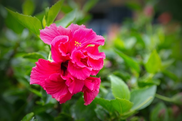 Bright pink large flower