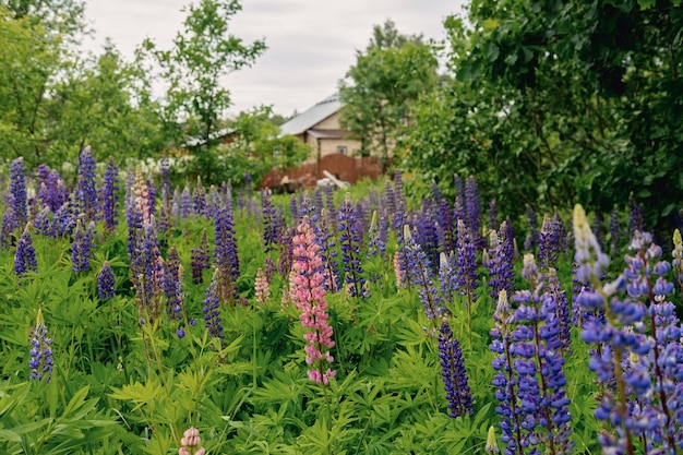 Bright pink and purple lupine flowers grow in the country outside the city a blooming field High q