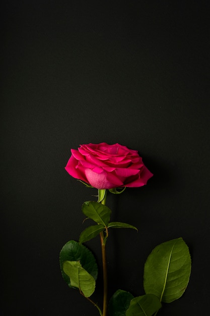 Bright pink rose, with a large Bud, blooming