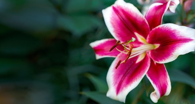 Bright pink and white lilies on a natural background Bulb flowers in the garden