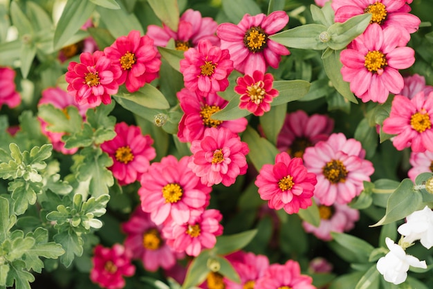 Bright pink zinnia flowers in the garden in summer