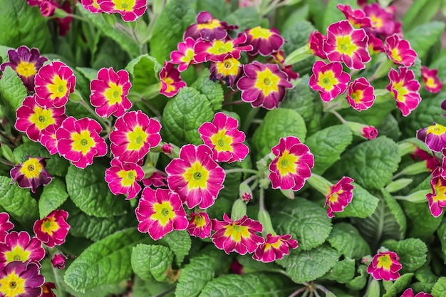 Bright primrose flowers in nature in spring