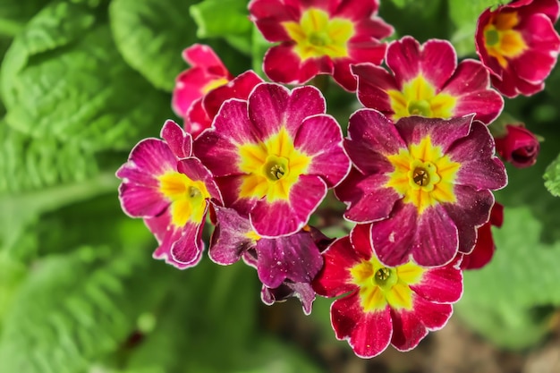 Bright primrose flowers in nature in spring