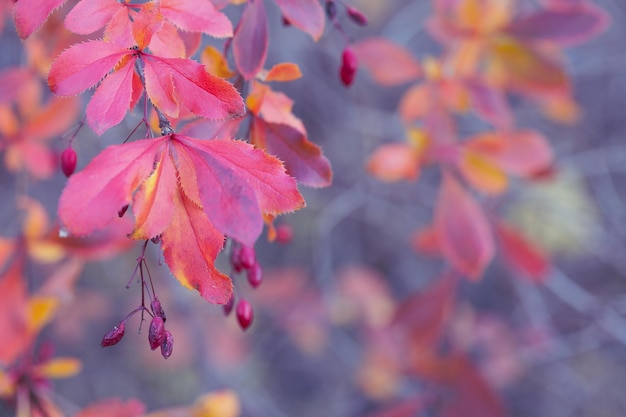 Bright purple barberry leaves in autumn The beauty of nature