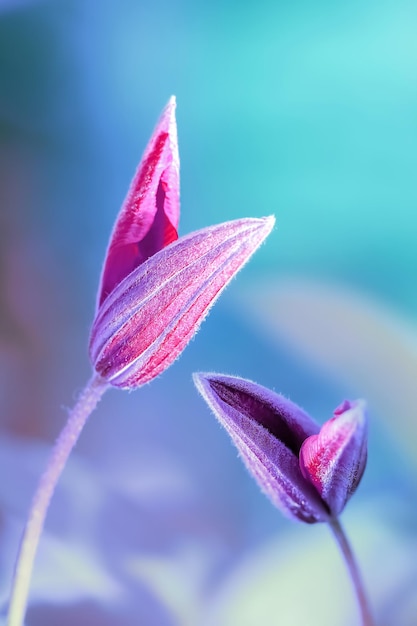 Bright purple clematis flowers and bud in a fairy summer garden Selective and soft focus