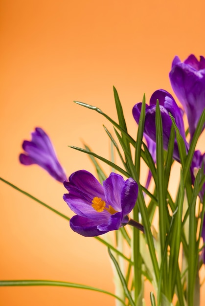 Bright purple crocuses spring flowers on orange background