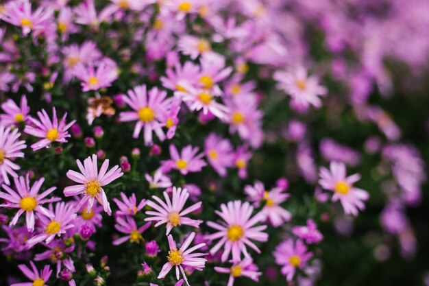 A bright purple flower on a flower bed. Rose petals. A close-up shot of small chrysanthemums.