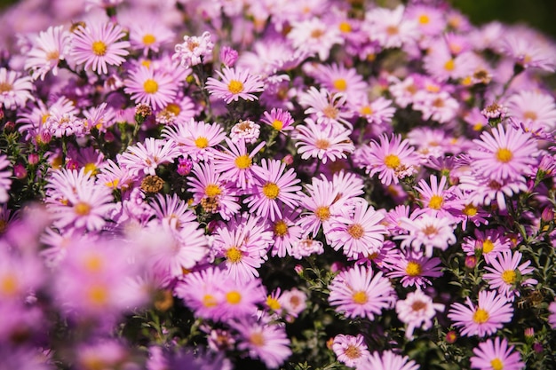 A bright purple flower on a flower bed Rose petals A closeup shot of small chrysanthemums