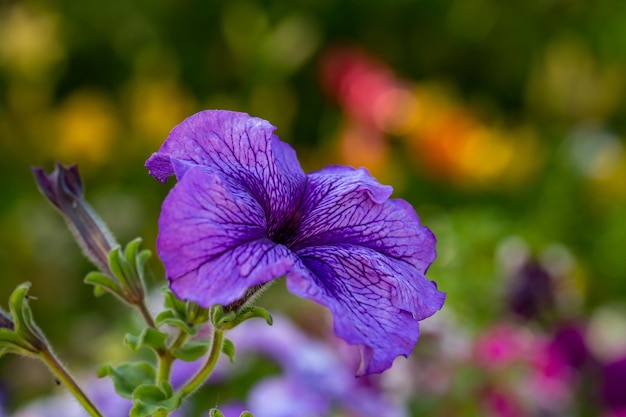 Bright purple petunia flower on a green background on a sunny day macro photography