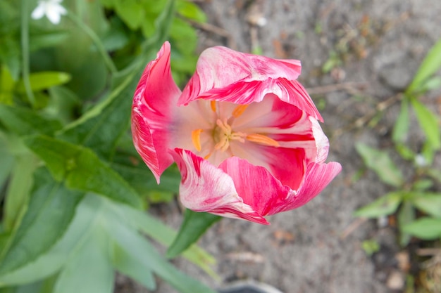 Bright purple tulip in a sunny meadow with blurry background