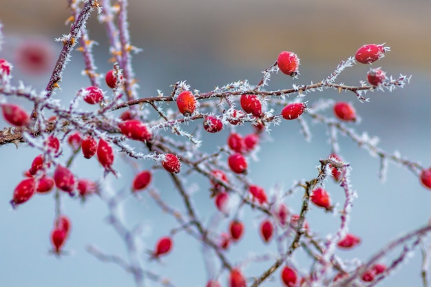 Bright red berries of dog-rose  on the blurry background of the river in winter