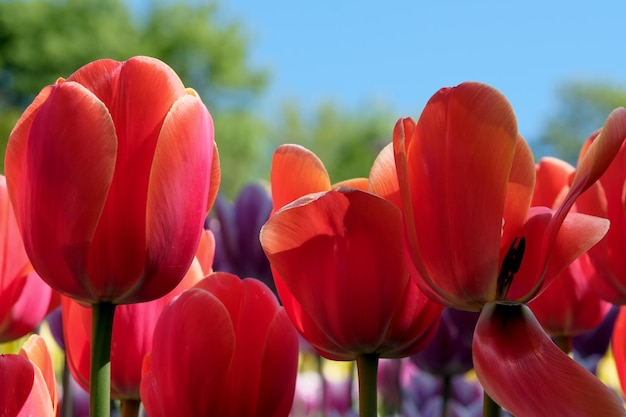 Bright red blooming tulips