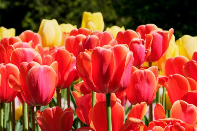 Bright red blooming tulips