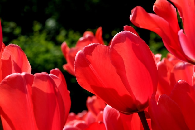 Bright red blooming tulips