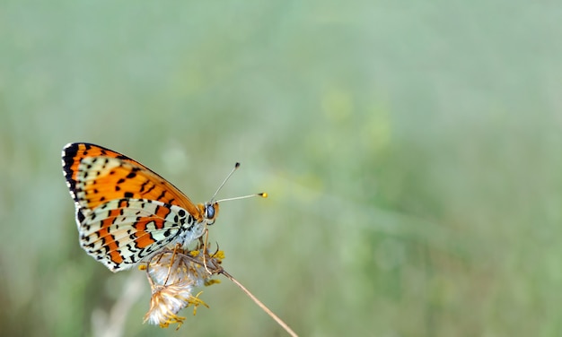 Bright red butterfly on a meadow. Brush-footed butterflies. Close up.