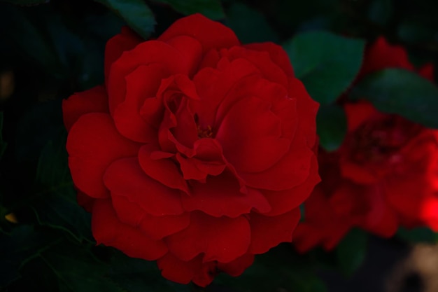 Bright red flower background green foliage closeup