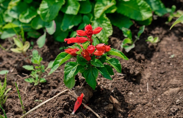 Bright red flower on a flower bed closeup Salvia grows on the ground