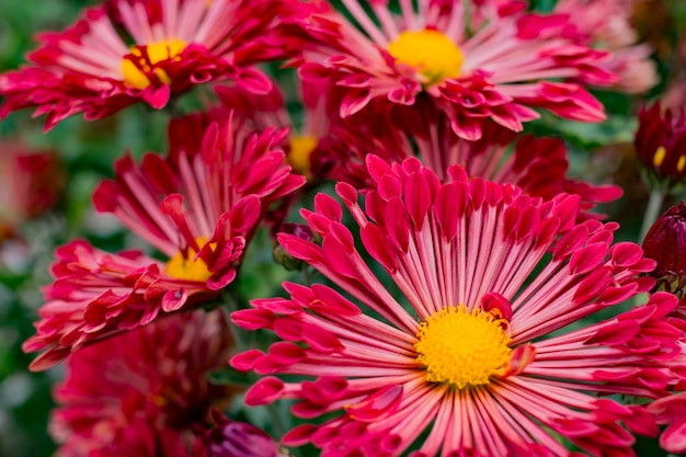 Bright red flowers in the garden