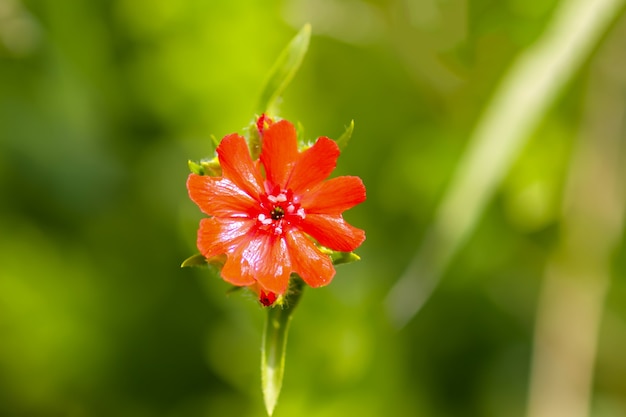 Bright red flowers of Lychnis chalcedonica. Maltese Cross plant in the summer garden.