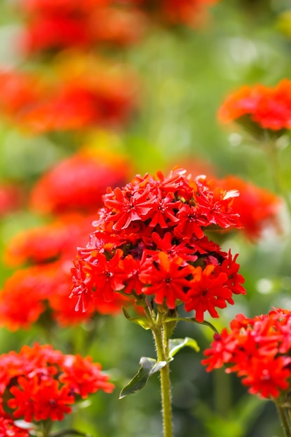 Bright red flowers of Lychnis chalcedonica Maltese Cross plant in the summer garden