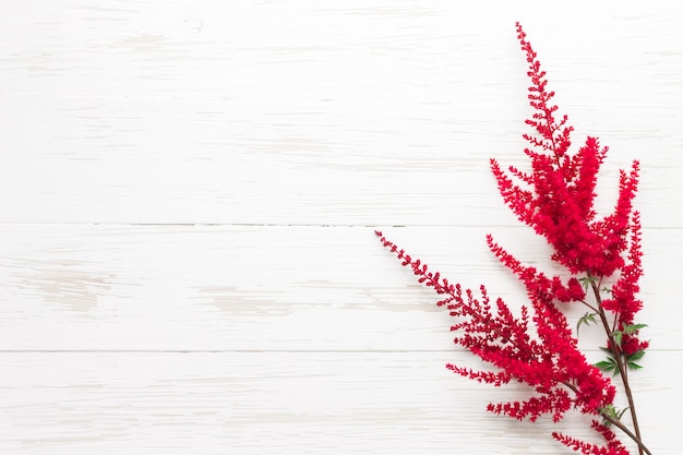 Bright red  flowers on a white wooden background