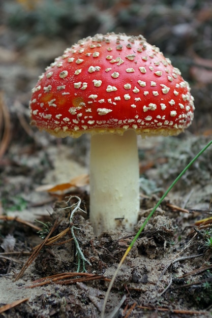 bright red fly agaric in the forest