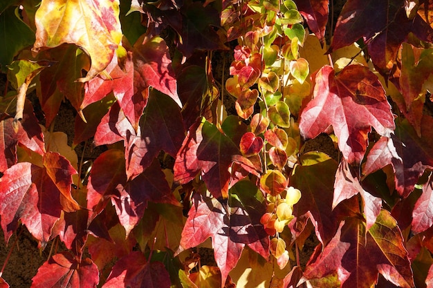 Bright red leaves of maiden grapes closeup Bright colors of autumn Parthenocissus