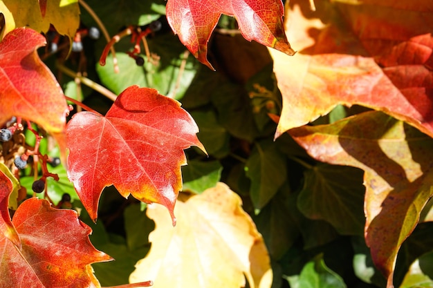 Bright red leaves of maiden grapes closeup Bright colors of autumn Parthenocissus