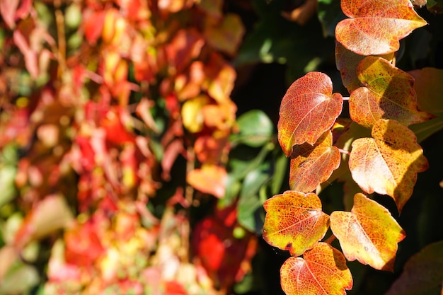 Bright red leaves of maiden grapes closeup Bright colors of autumn Parthenocissus