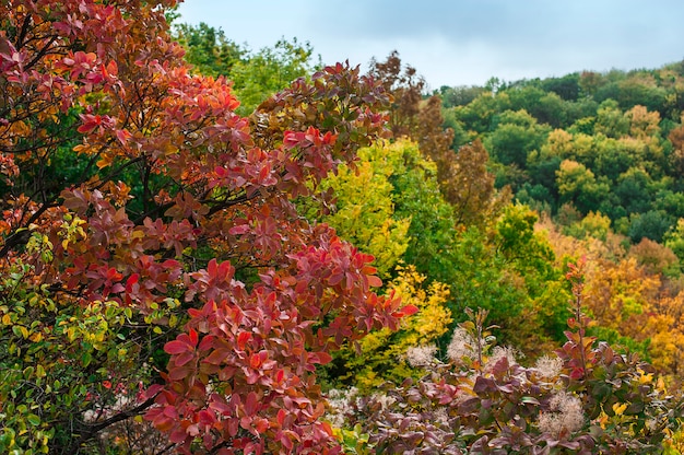 Bright red leaves in soft focus, autumn background