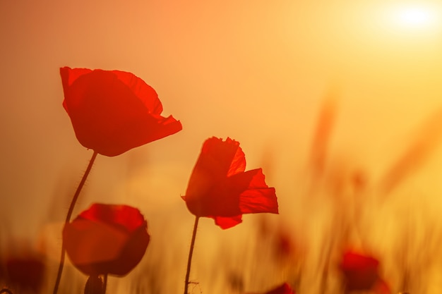 Bright red poppies in a field at sunset.