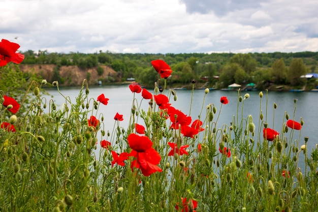 Bright red poppies on the of the lake