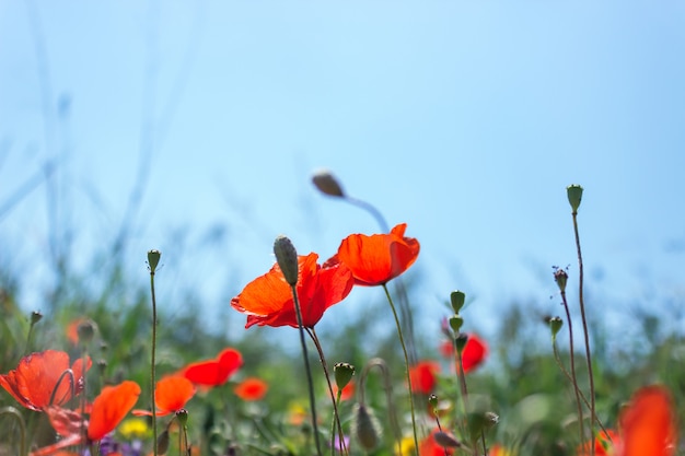 Bright red poppies on spring meadow. Spring floral background. 