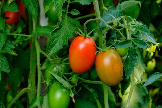 Bright red ripe tomatoes in garden on bush