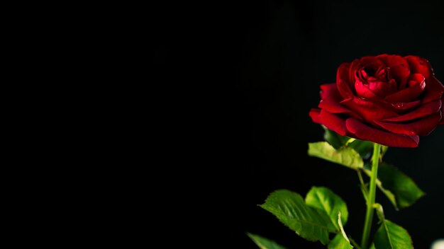 Bright red rose in dark room From above red rose with green leaves and red petals on black background