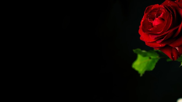 Bright red rose in dark room From above red rose with green leaves and red petals on black background