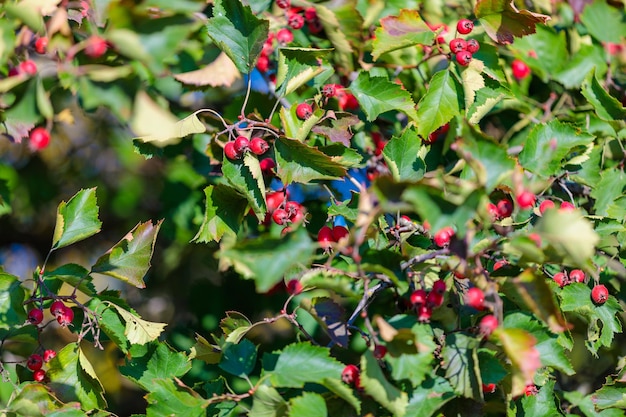 Photo bright red rosehips decorate nature with autumn colors