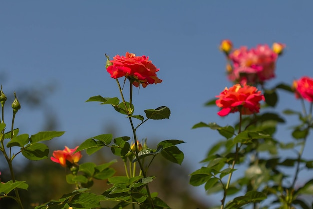 Bright red roses on a background of blue sky