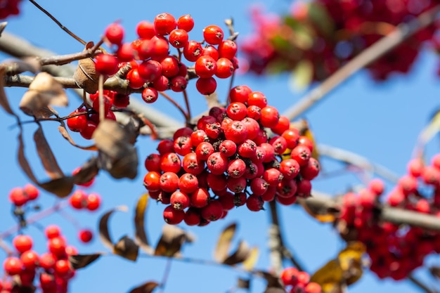 Bright red rowan berries on a branch against a blue sky.