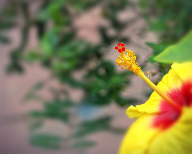 Bright red stamen macro photography 