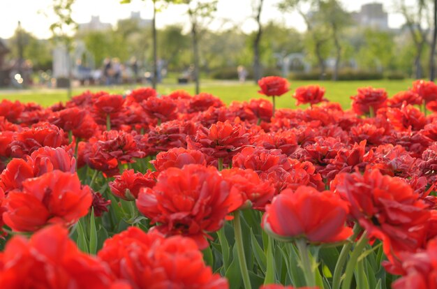 A bright red tulip flower background with a fade to white on the top for text.