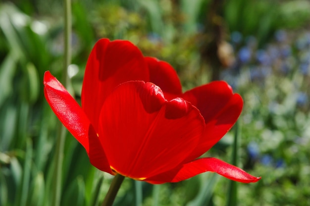 Bright red tulip flower close-up. The background is blurred