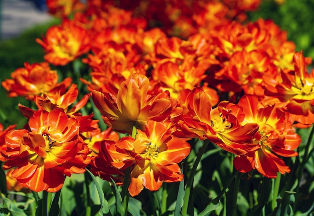 Bright red tulips closeup on a green background