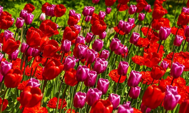 Bright red tulips closeup on a green background