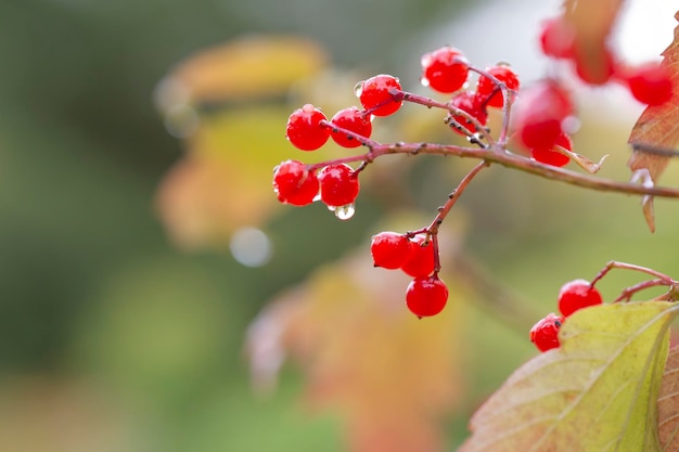 Bright red viburnum berries on branches in autumn Medicinal plant