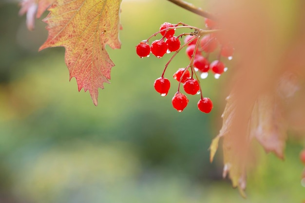 Bright red viburnum berries on branches in autumn Medicinal plant