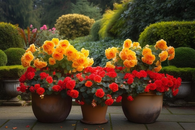 Bright Red and Yellow Begonia Flowers in Pots