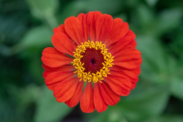 Bright red zinnia flower on the flower bed top view, ease plants for growing in the outdoor garden, beautiful summer garden flowers