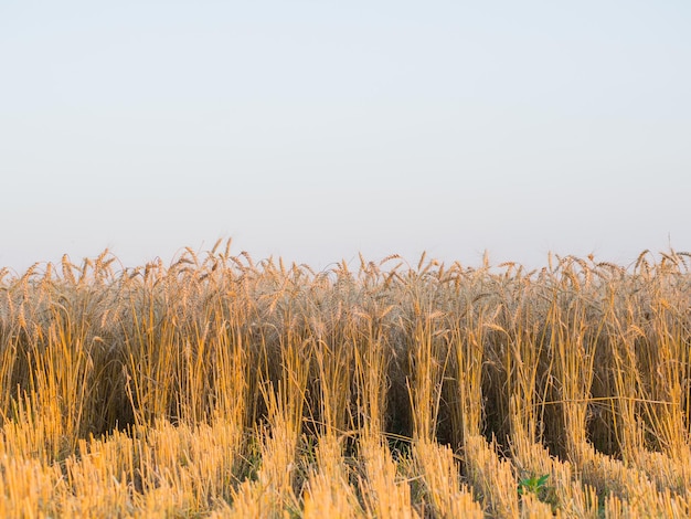 Bright ripe grain field yellow wheat harvesting